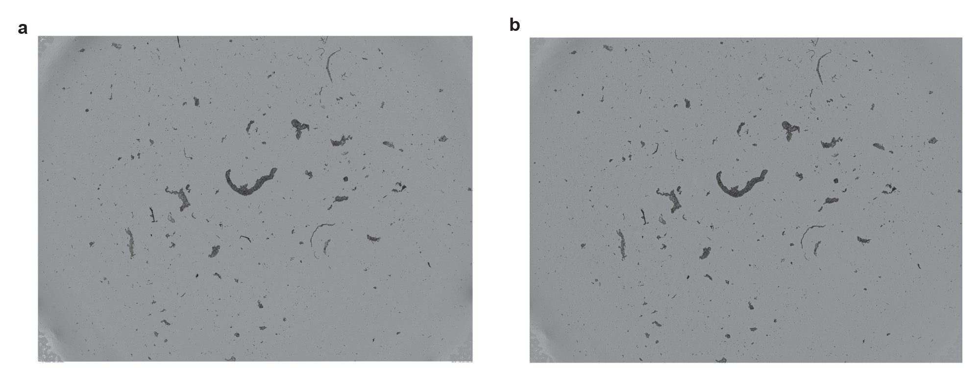 Whole membrane images of filtered IgG aggregates from PBS solution (a) before washing (b) after three 50 μL washes.