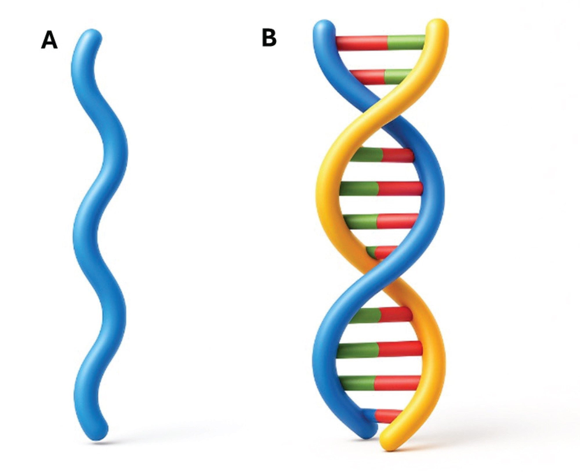 Structural representations of single (A) and double-stranded (B) nucleic acids