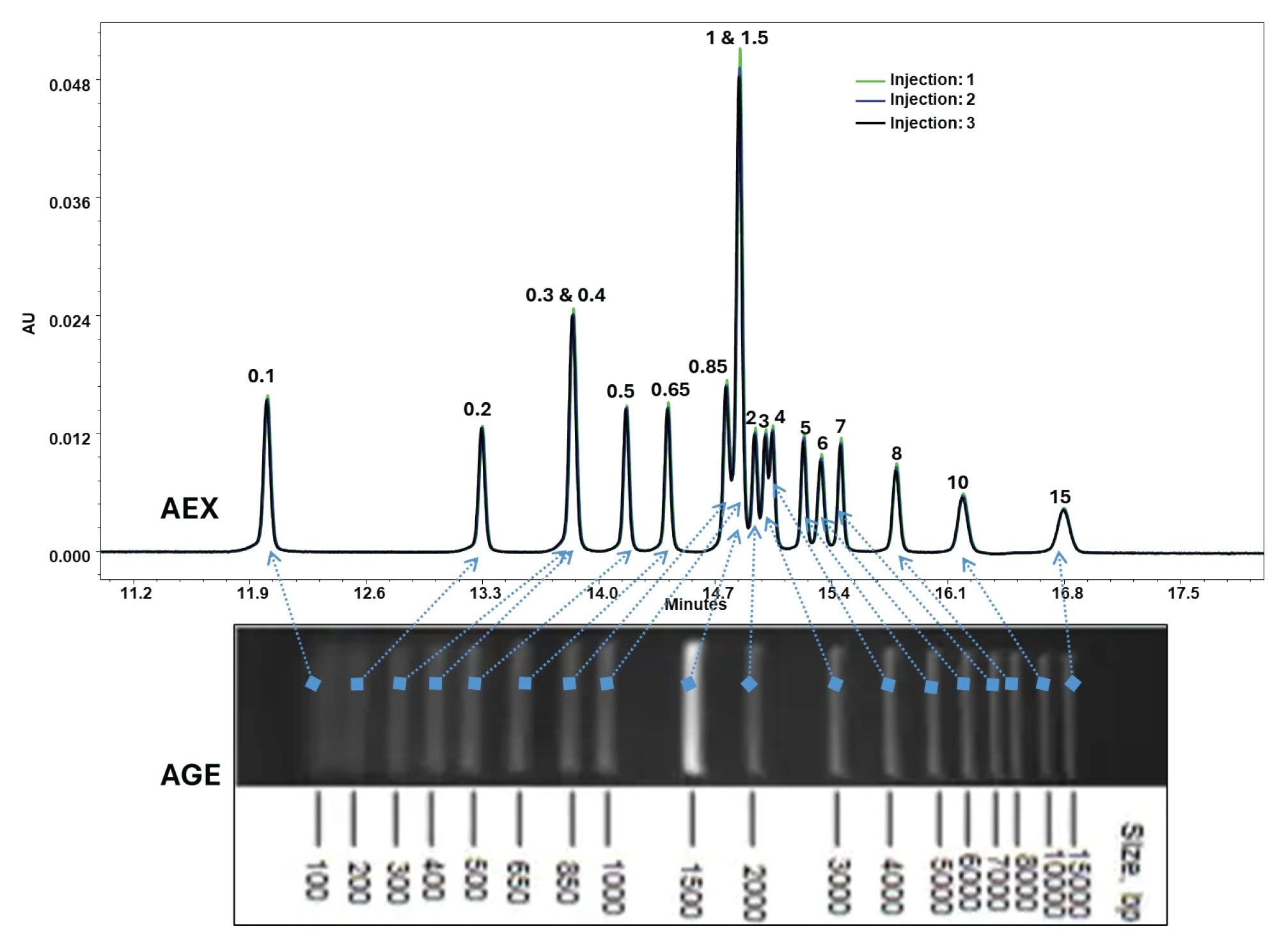 AEX method separation of the 1 Kb Plus DNA Ladder