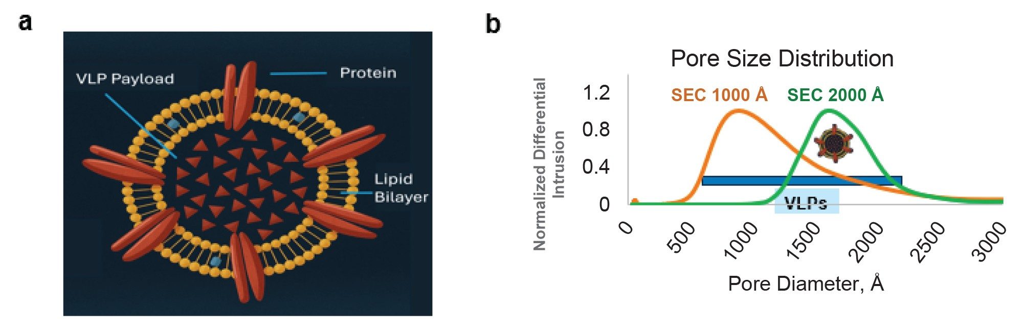 (a) A cartoon illustration of an enveloped VLP (b) Pore size distribution of the GTxResolve 2000 Å SEC Column, MaxPeak Premier 3 µm packing material in comparison to SEC 1000 Å 3 µm packing material