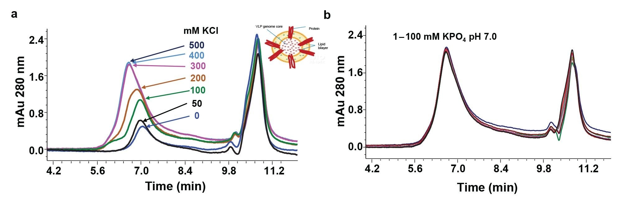 Mobile phase optimization for SEC analysis of eVLP