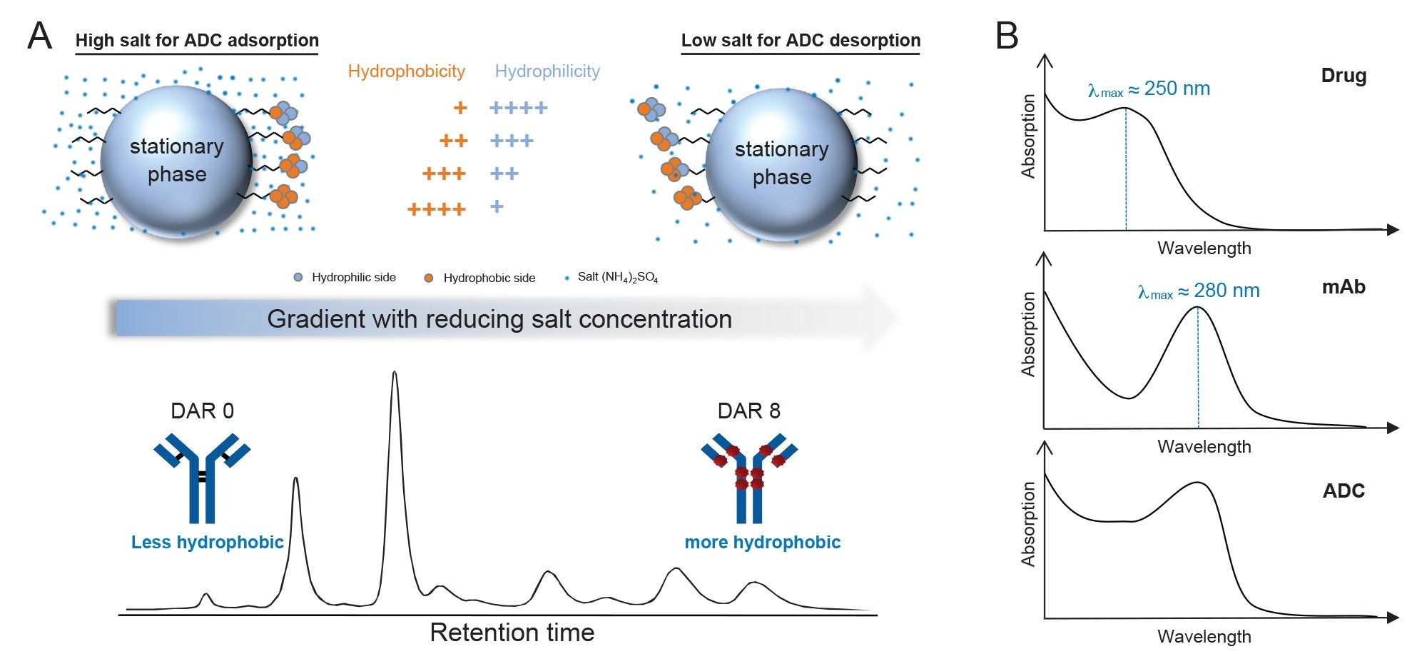 HIC profile illustration of ADC species. Less hydrophobic species elute earlier due to weaker interactions with the stationary phase