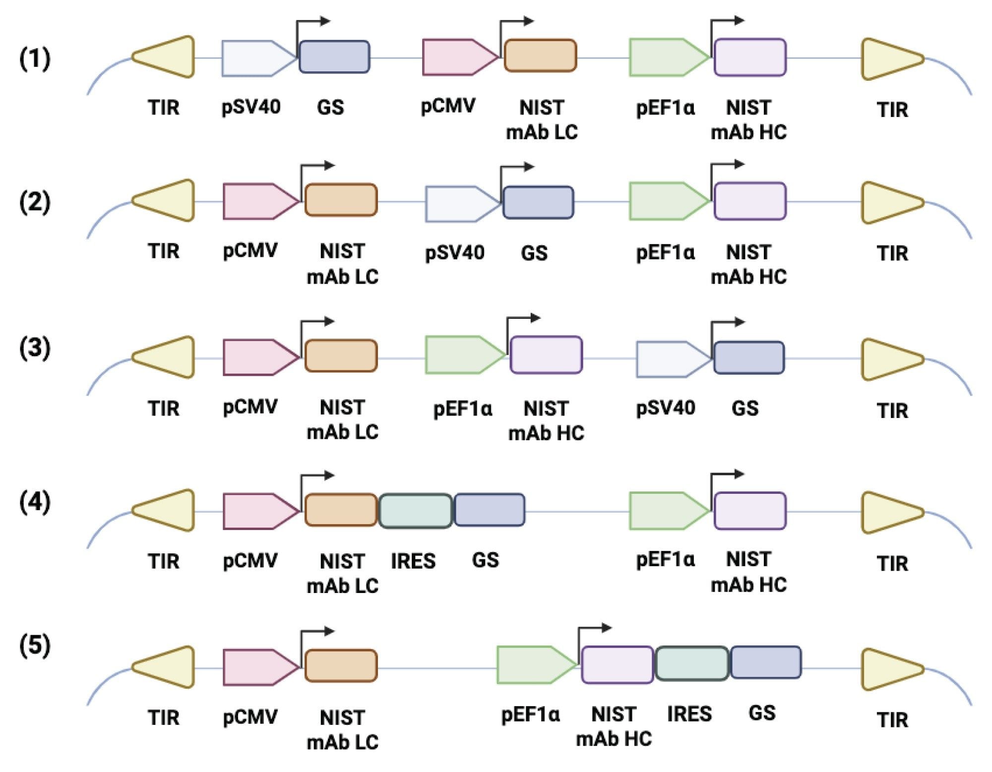 Schematic representation of the five plasmid designs tested in this study. Plasmids (1) through (3) monocistronically express wild-type (wt) GS driven by an SV40 promoter. Plasmids (4) and (5) polycistronically express wt GS downstream of an IRES linked to the light and heavy chain, respectively