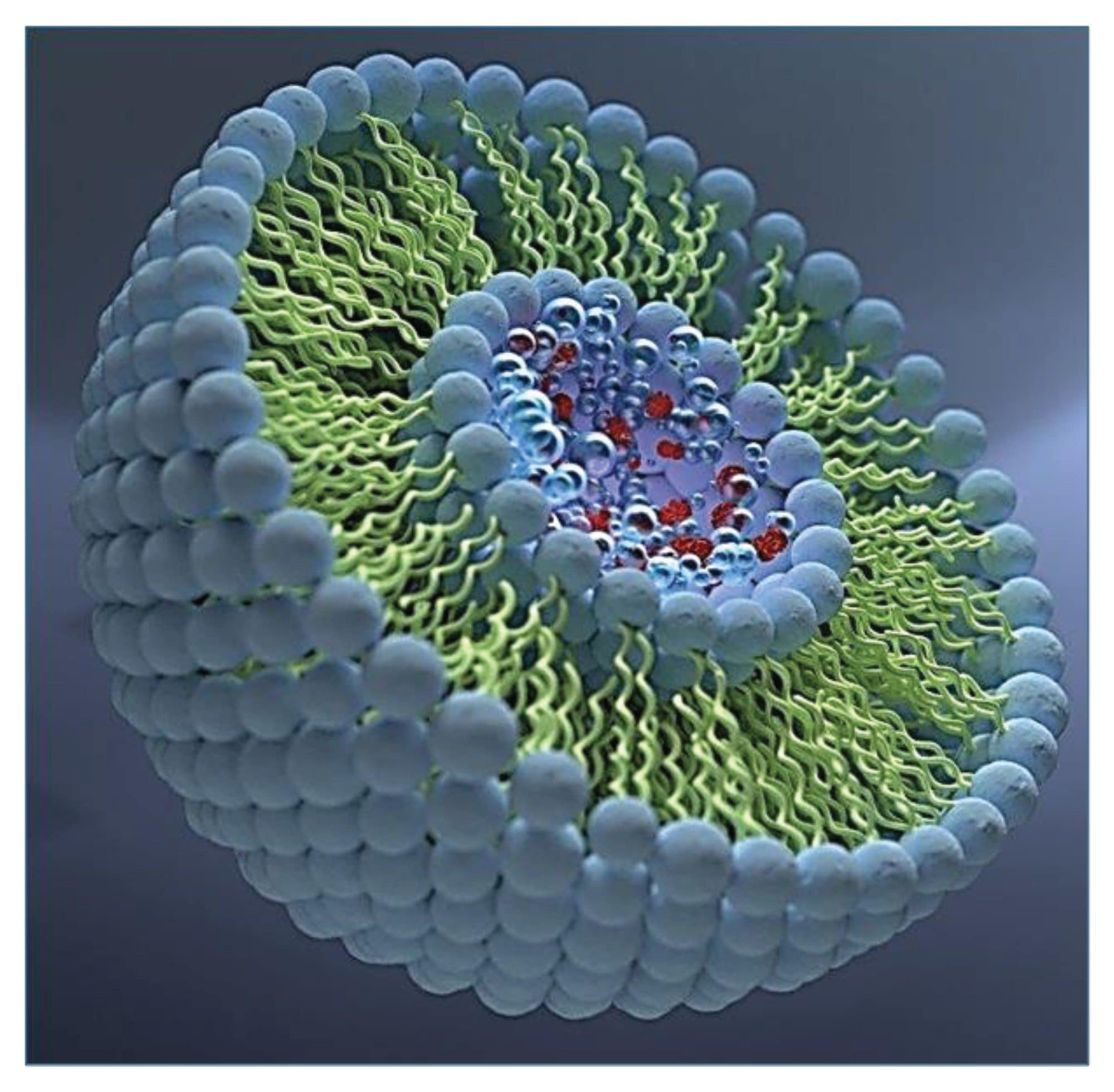 3D liposome showing phospholipid bilayers