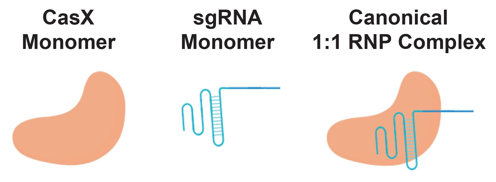 Graphical representation of CasX apoenzyme, sgRNA, and the canonical RNP complex