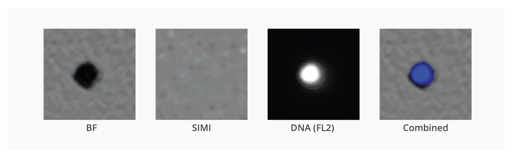 Characteristic morphology of a lymphocyte is observed with a concentric nucleus confirmed through staining with DAPI (FL2 channel, blue)