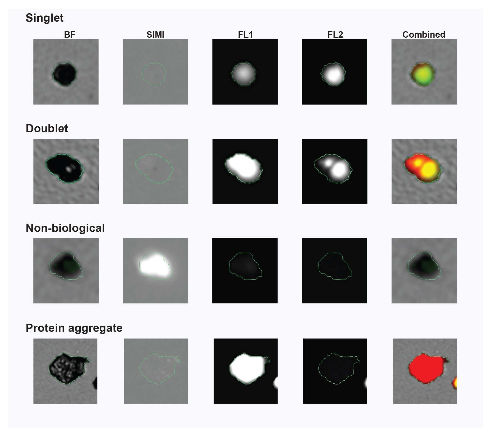 Particles can be identified based upon their fluorescent properties and overall area