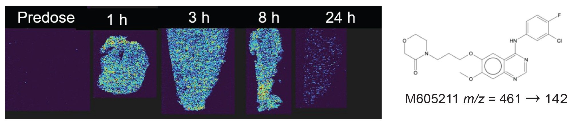 Visualization of the M605211 metabolite in liver tissue slices using DESI-MS Imaging