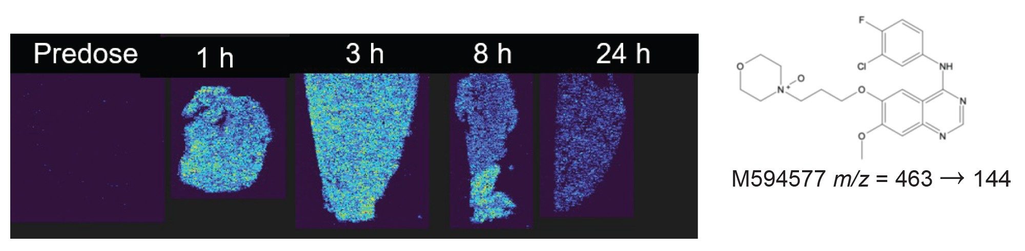 Visualization of the M594577 metabolite in liver tissue slices using DESI-MS Imaging operated in mode using the transition