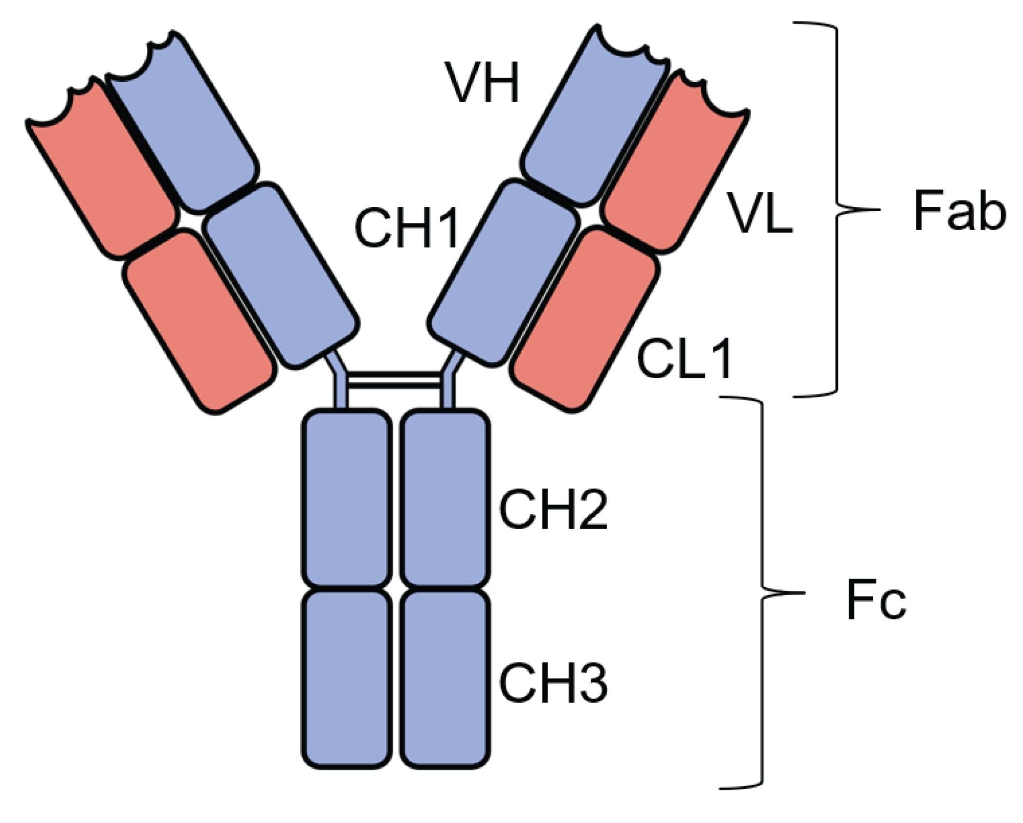 General structure of mAb
