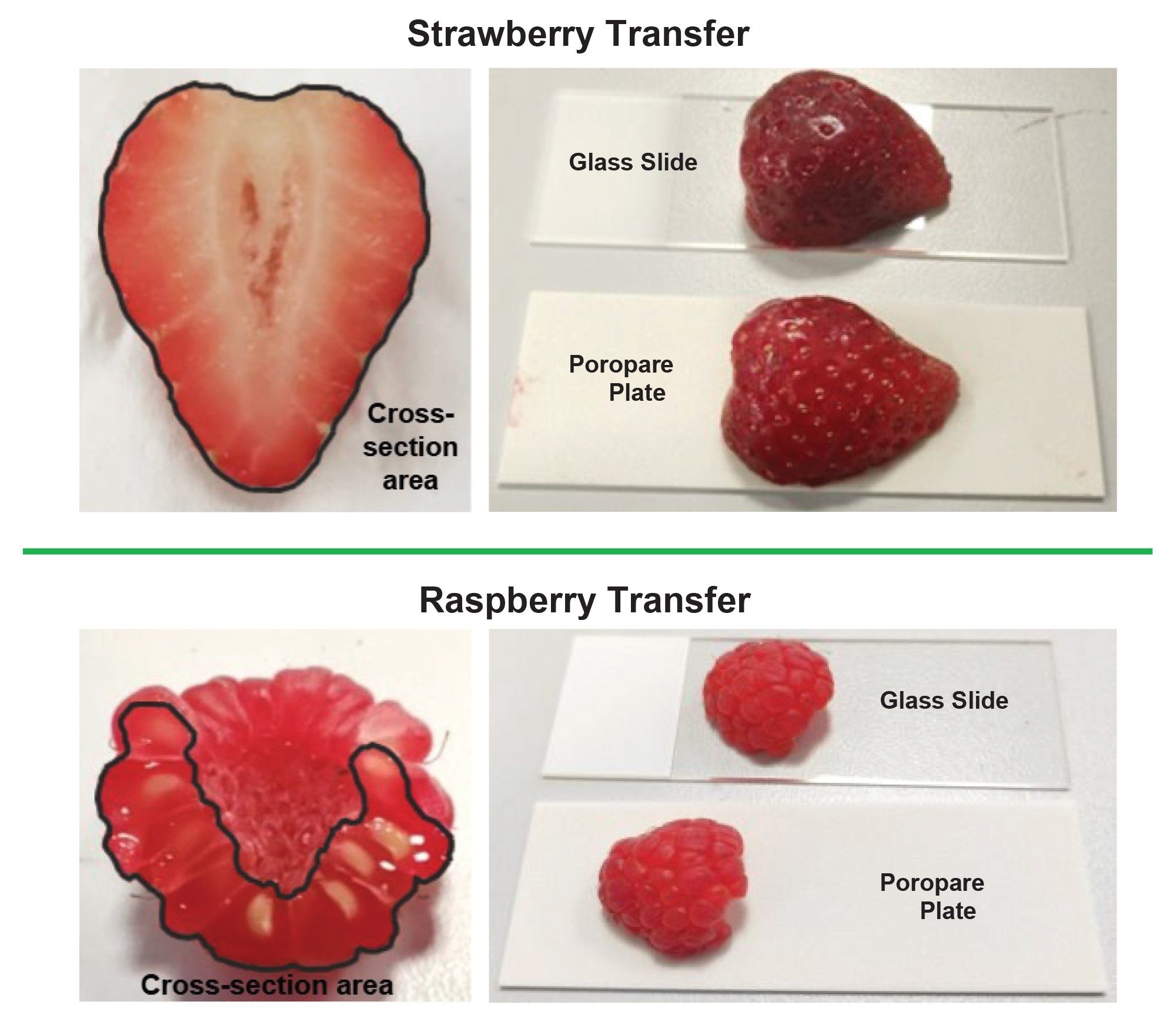 Transfer process for the strawberry and the raspberry onto a glass microscope slide and a Poropare plate, prior to DESI analysis