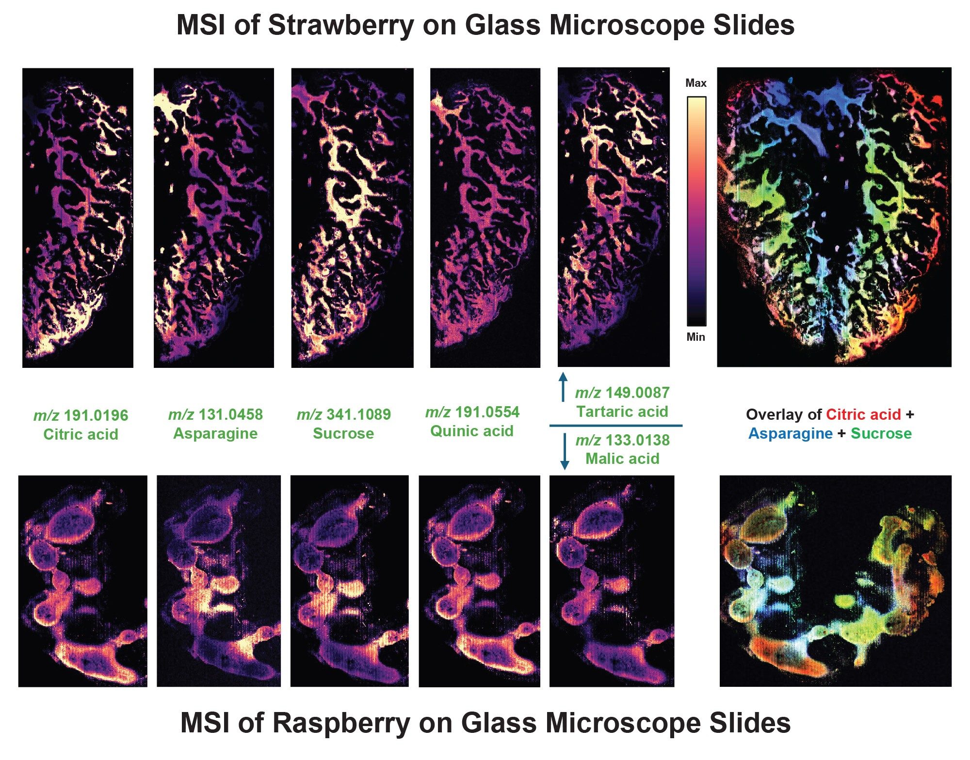 Mass spectrometry images of sliced strawberry and raspberry transfers onto a glass microscope slide