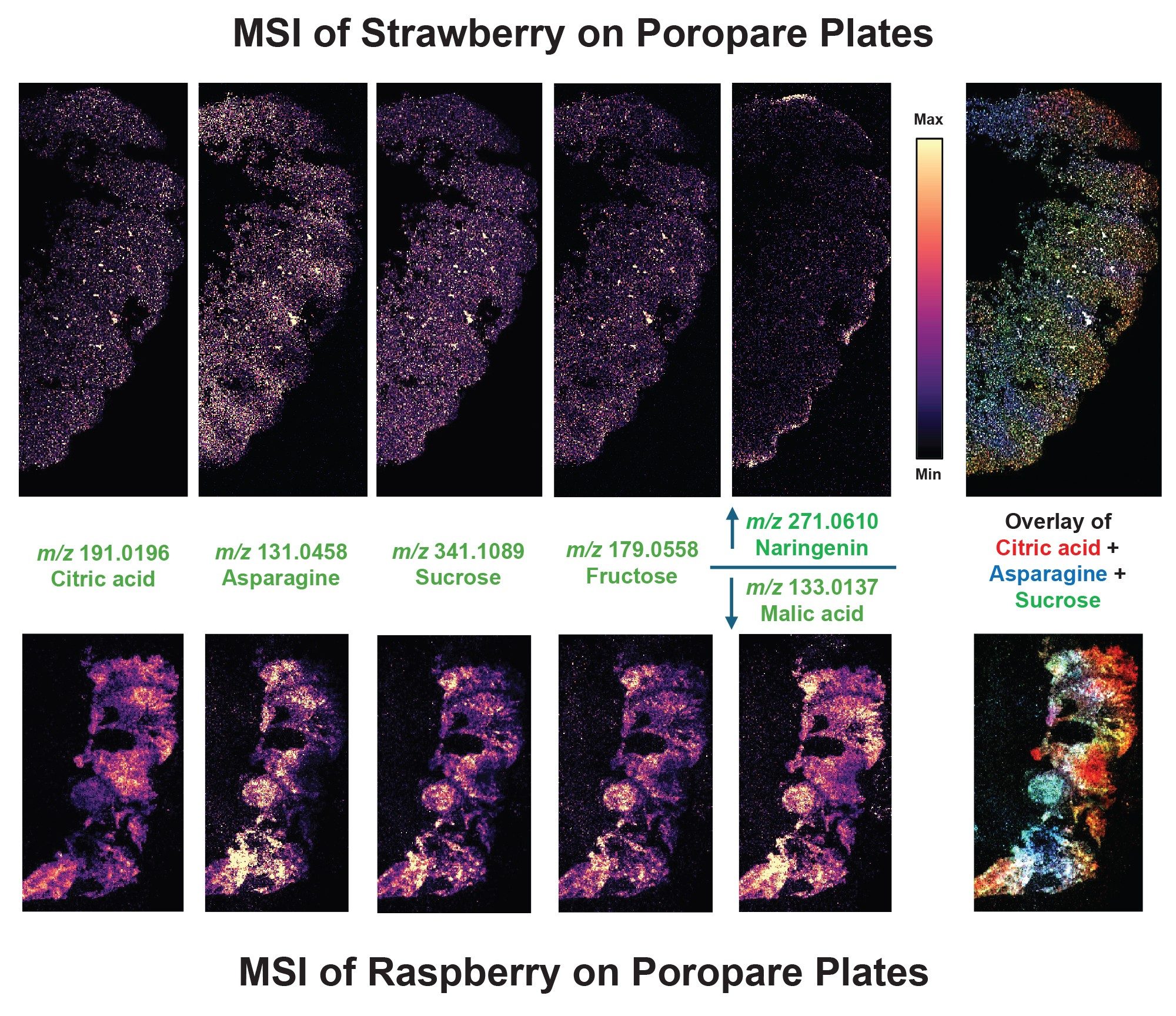 Mass spectrometry images of sliced strawberry and raspberry transfers onto a Poropare plate