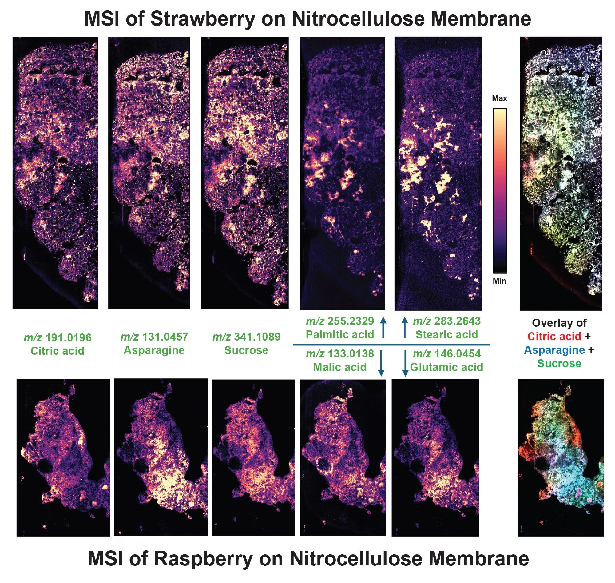 Mass spectrometry images of sliced strawberry and raspberry transfers onto a nitrocellulose membrane