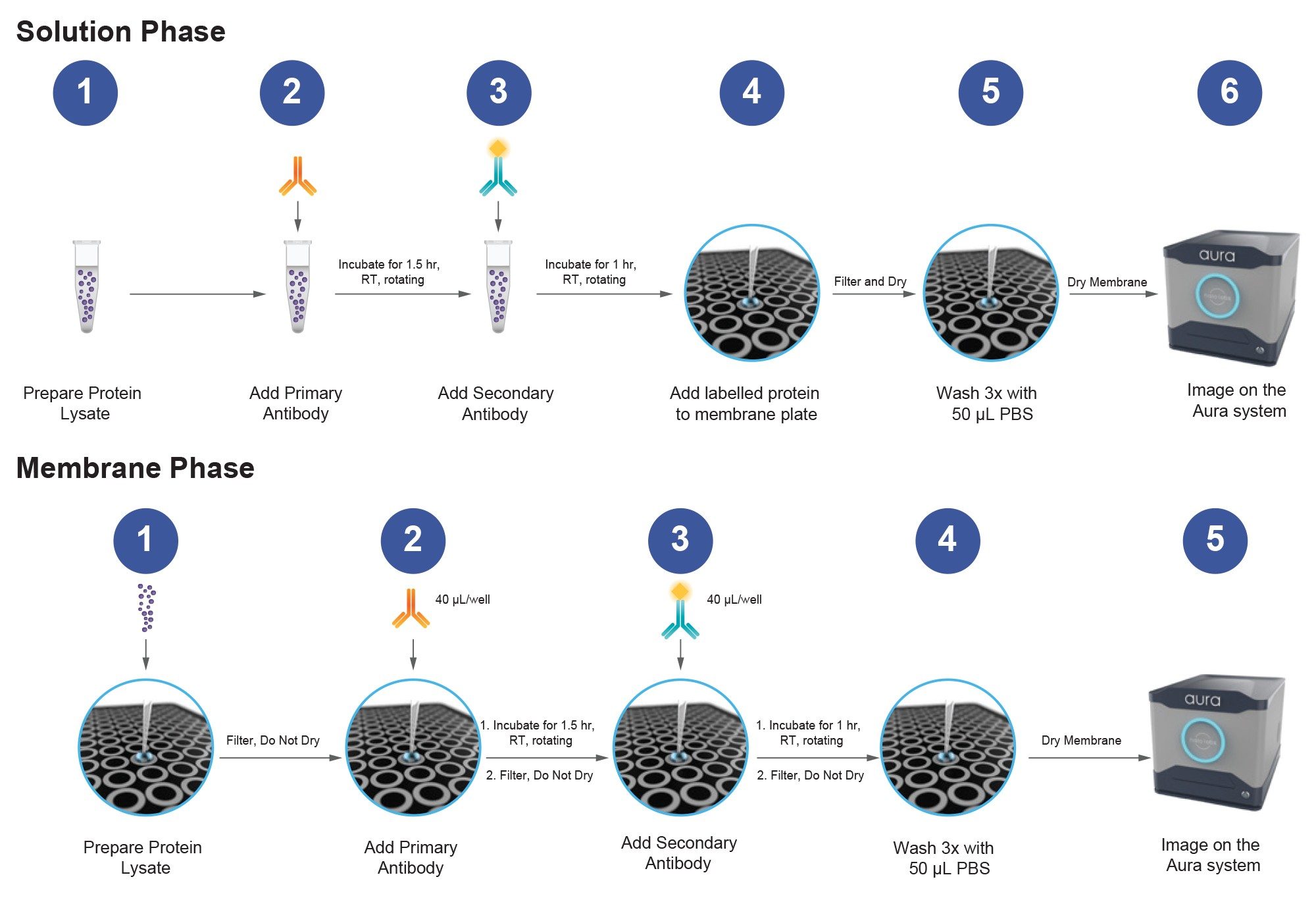 Schematic representation of the two antibody labeling protocols