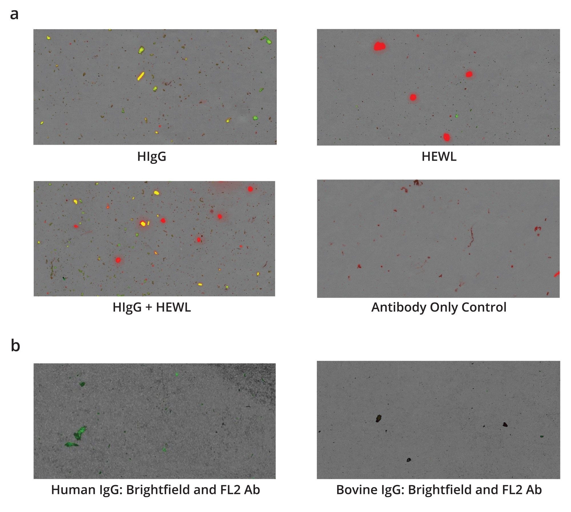 Combined brightfield and fluorescence images from the Aura System