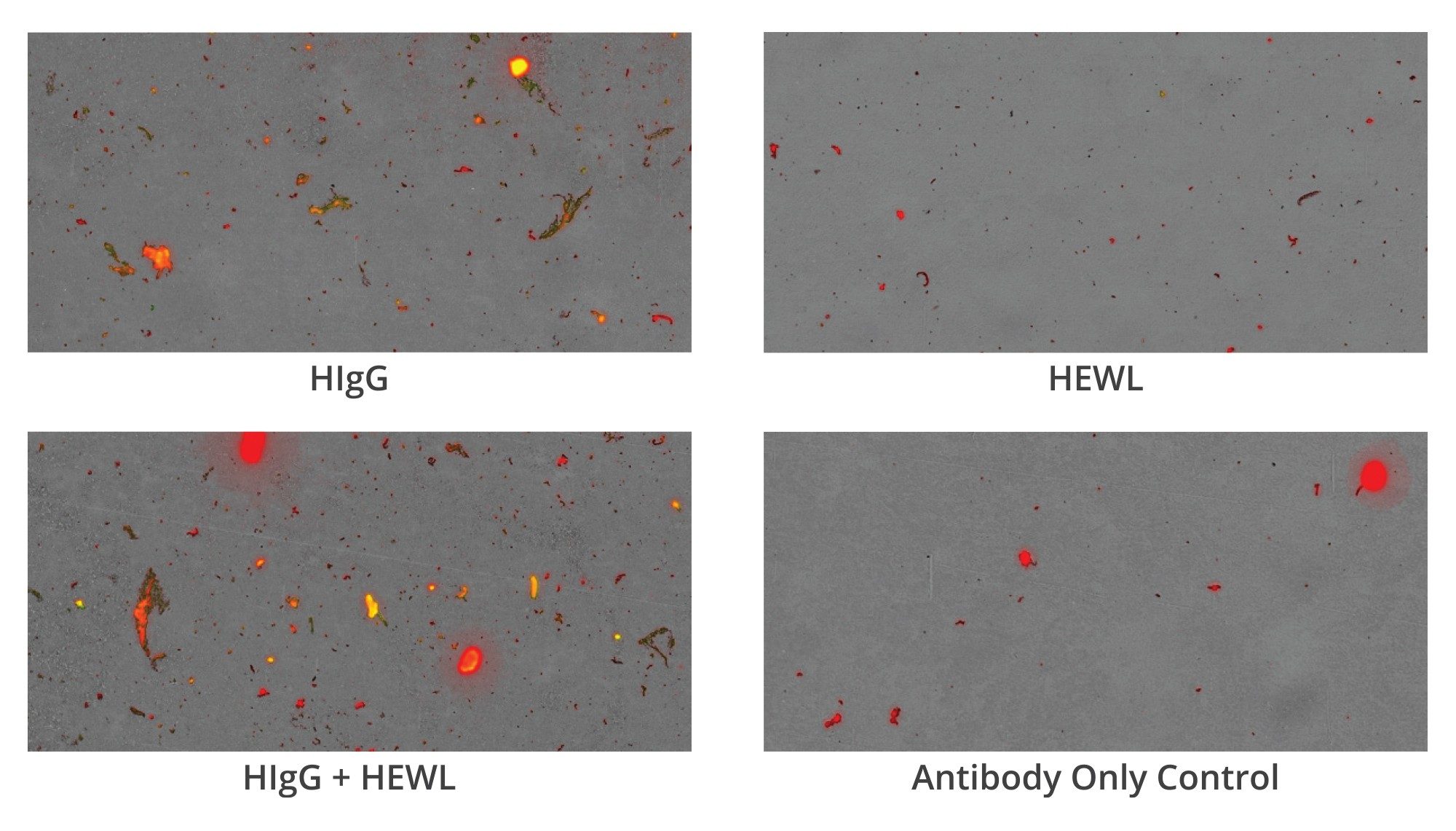 Combined brightfield and fluorescence images from the Aura System from membrane phase antibody labeled HIgG, HEWL, and HIgG + HEWL mixed sample