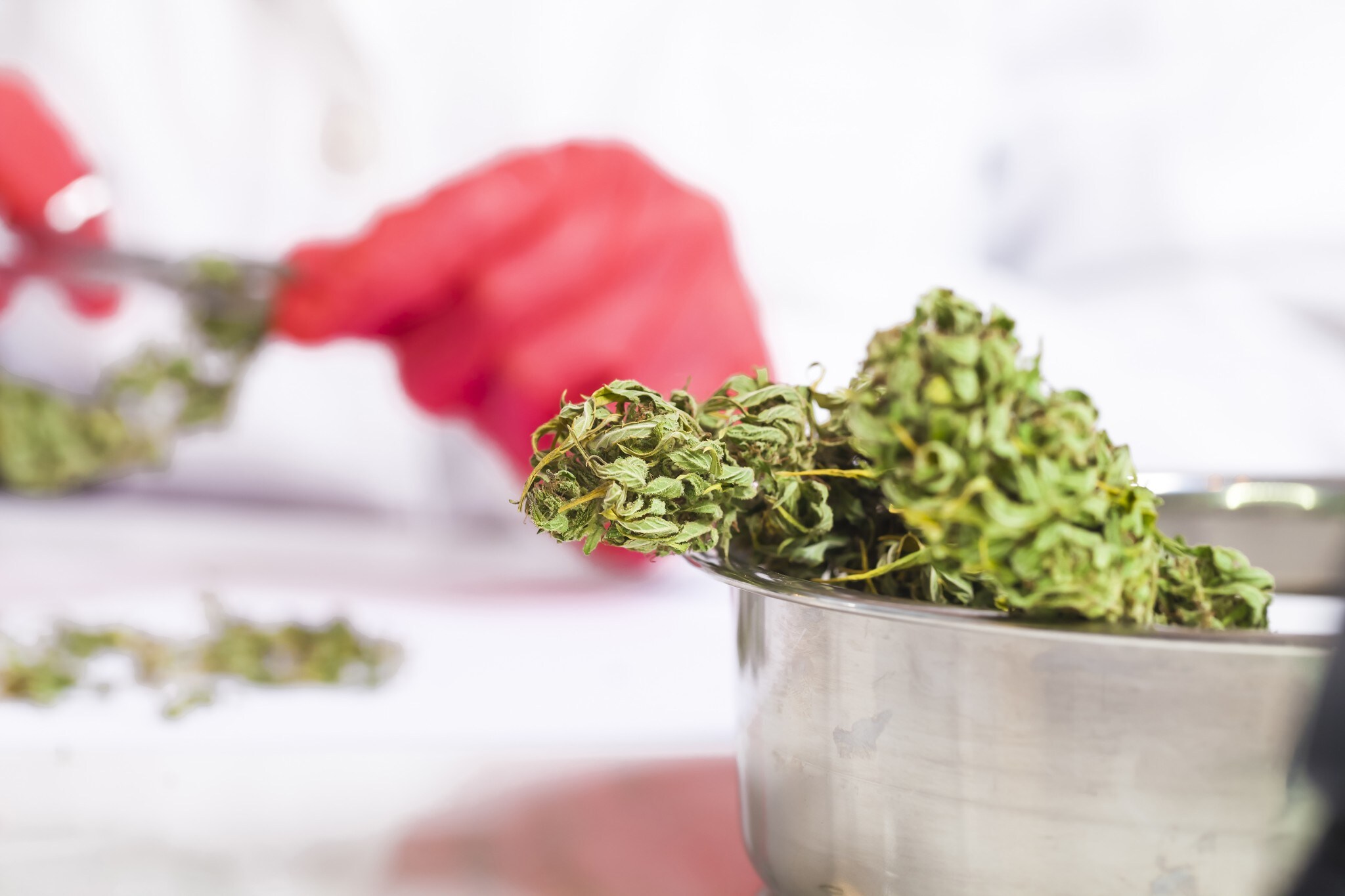 Vérifiez que les niveaux de mycotoxines dans le cannabis sont inférieurs aux limites réglementaires grâce aux bandelettes de test des mycotoxines et aux colonnes d’immunoaffinité de Waters et de VICAM.