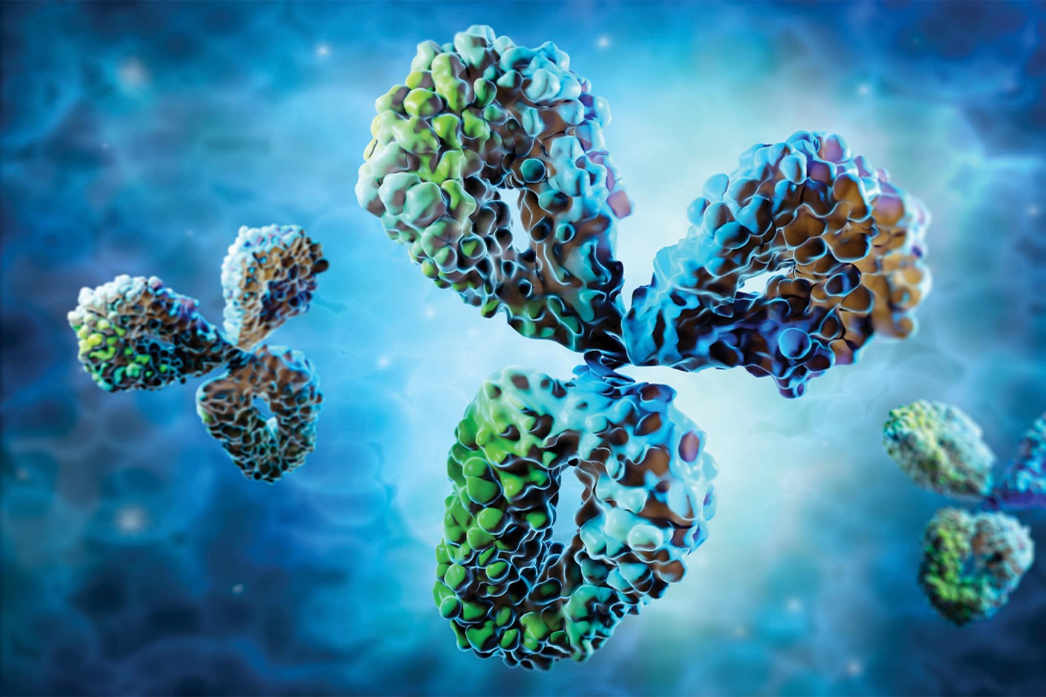 Représentation 3D des anticorps dans le système immunitaire