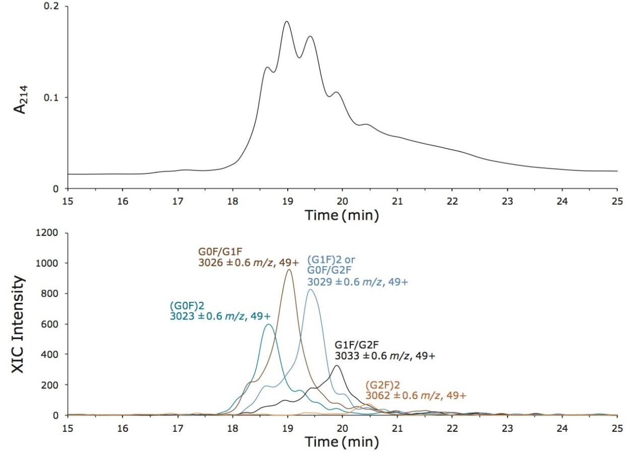 ACQUITY UPLC Glycoprotein BEH Amide 300Å、1.7 µm、2.1×150 mm カラムを 2 本連結して用いたインタクトトラスツズマブのグライコフォームの分離。