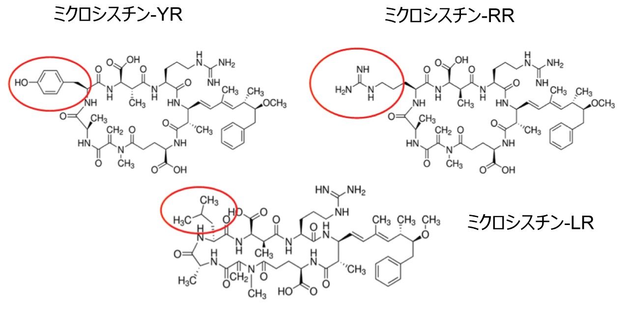 YR、LR、RR の化学構造