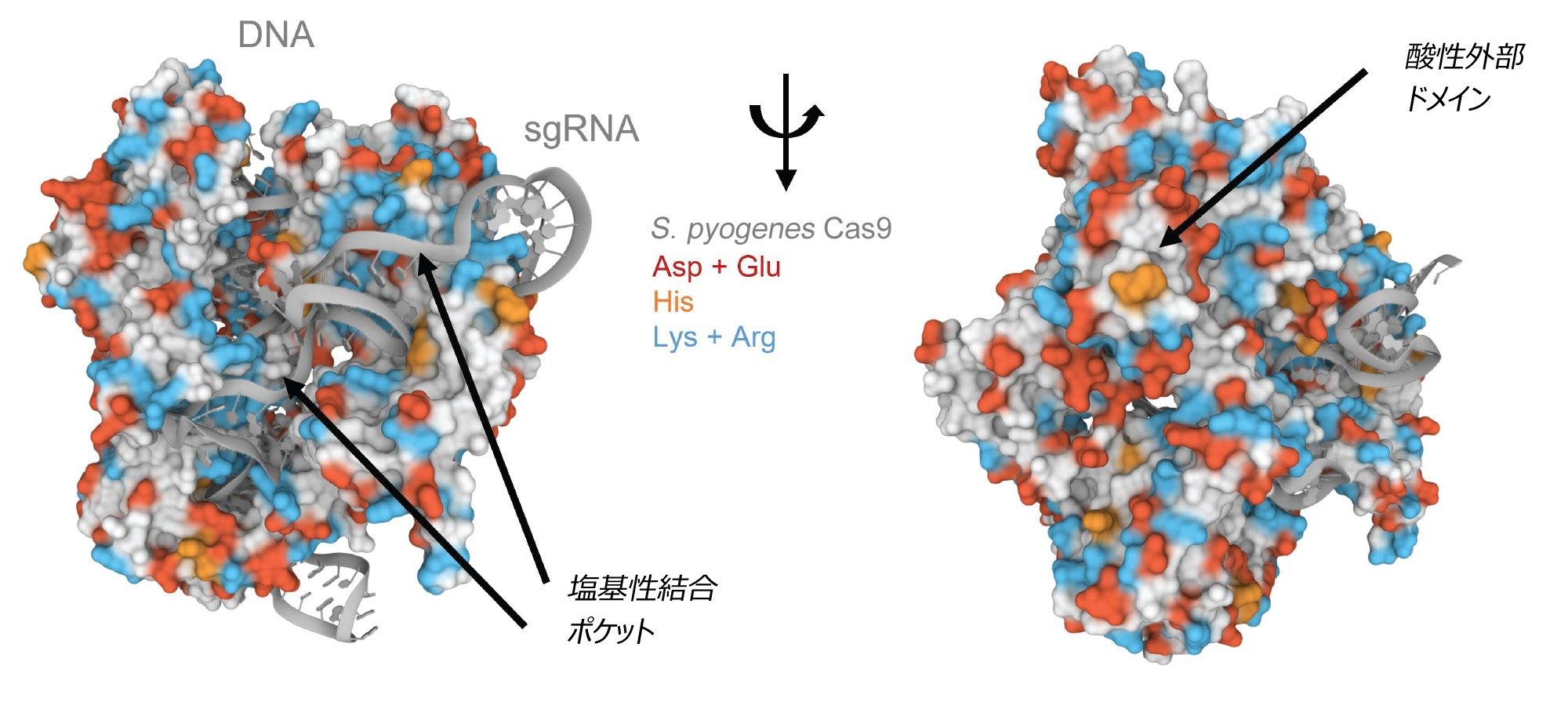 ガイド RNA とターゲット DNA 分子の複合体中の S. pyogenes Cas9 の結晶構造。