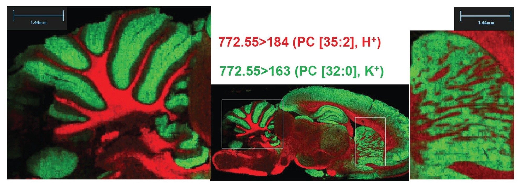 ポジティブイオンモードにて、ピクセルサイズ 35 µm で取得したラット脳組織の RGB オーバーレイ MRM イオンイメージ。アイソバリックなホスファチジルコリン（PC）脂質 m/z 772.55（プロトン化PC [35:2]：782.55 > 184 および カリウム付加PC [32:0]：772.55 > 163）を例として、イメージングにおける選択性およびデータ品質を示す。