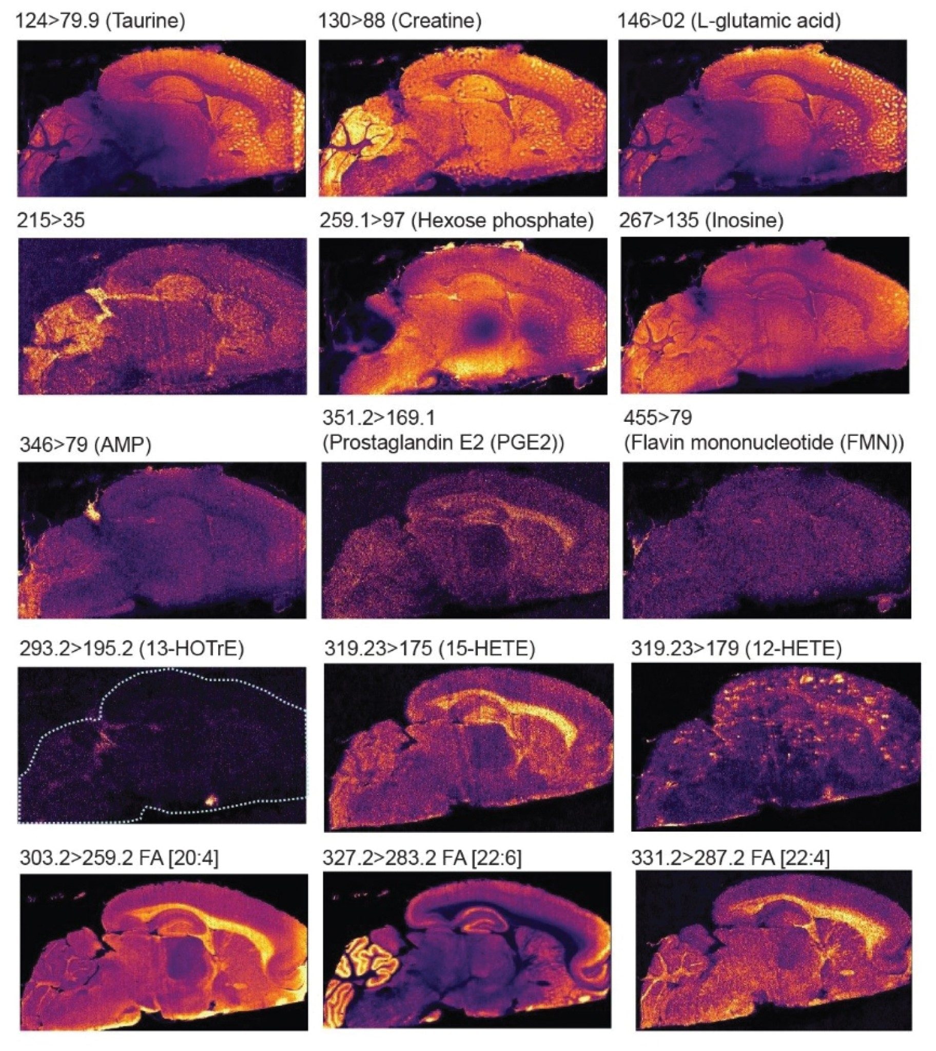 ネガティブイオンモードにて、ピクセルサイズ 25 µm および 35 µm で取得したラット脳組織中のターゲット推定同定内因性低分子（アミノ酸、トリカルボン酸（TCA）回路代謝物、アラキドン酸代謝物、脂肪酸など）の MRM イオンイメージ
