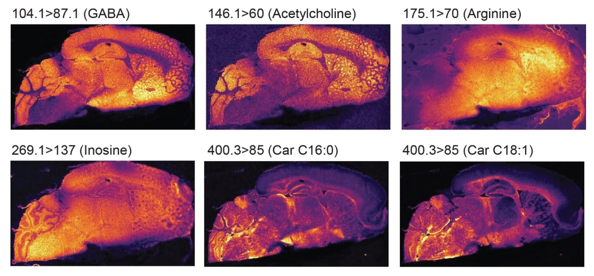ポジティブイオンモードにて、ピクセルサイズ 35 µm で取得したラット脳組織中のターゲット内因性低分子（アミノ酸、神経伝達物質、カルニチンなど）の MRM イオンイメージ
