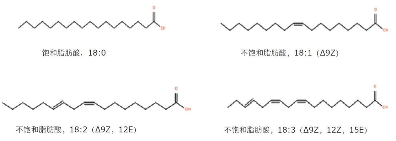 具有甲基和羧基（酸性）端的不同直链脂肪酸的结构和命名