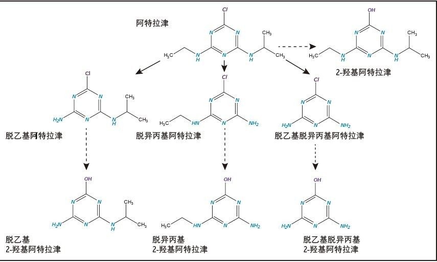 阿特拉津的N-脱烷基化和2-羟基化代谢机制示例7。