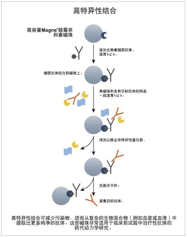 Promega高容量Magne链霉亲和素磁珠和山羊抗人生物素化IgG的捕获机制6。
