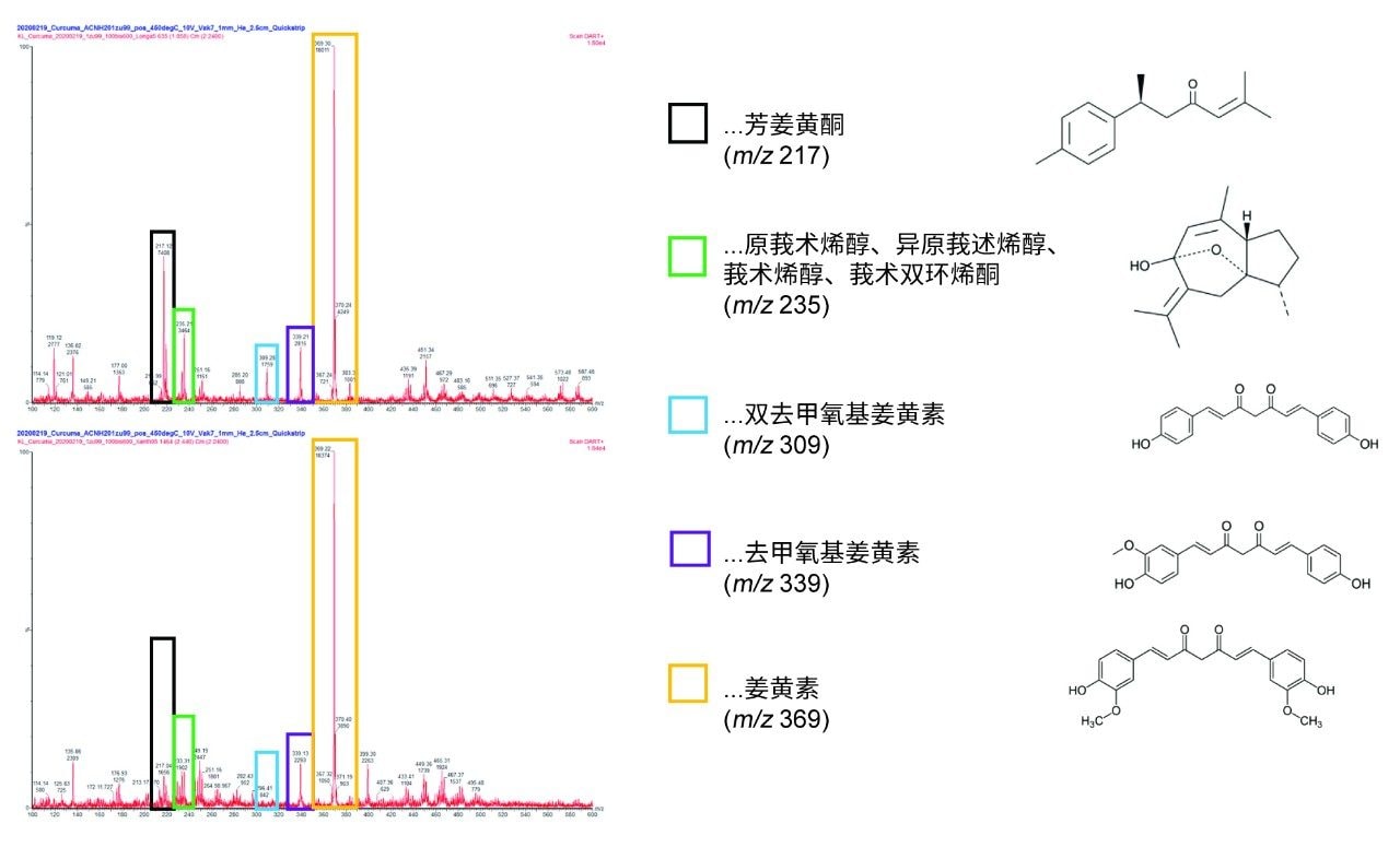 姜黄（顶部）和印尼莪术（底部）的质谱图，突出显示了不同的组分。
