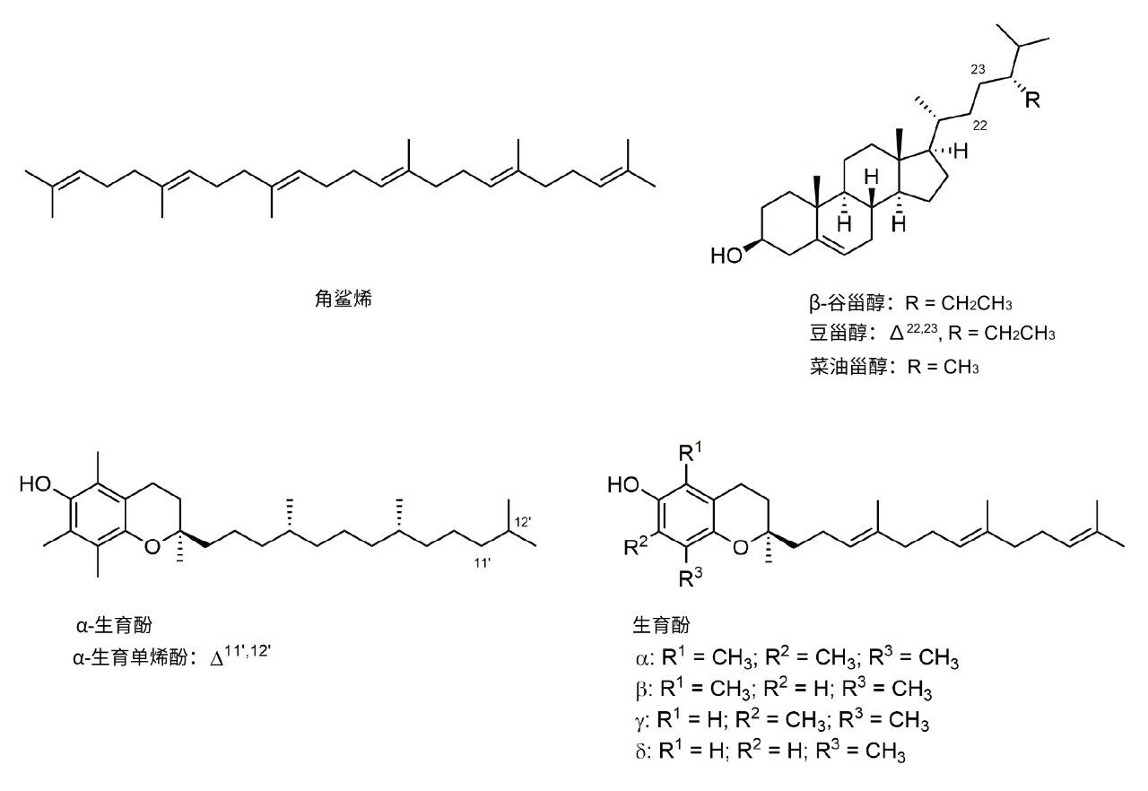 榈油中的10种常见植物营养素
