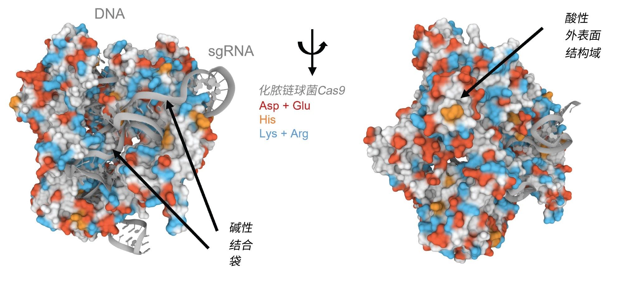 化脓链球菌Cas9与向导RNA和靶DNA分子复合物的晶体结构。
