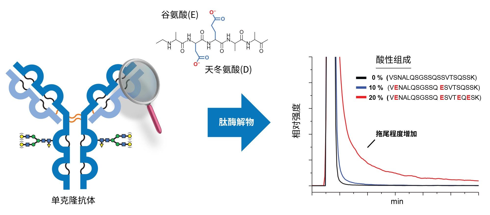 蛋白质中的酸性氨基酸残基（例如谷氨酸和天冬氨酸）引起的吸附干扰可能在肽图分析中表现为峰拖尾