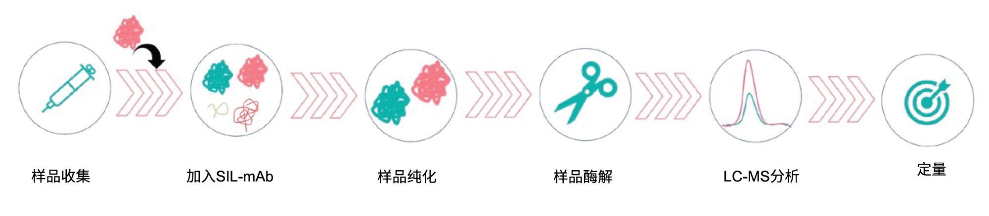 英夫利昔单抗分析的LC-MS/MS工作流程