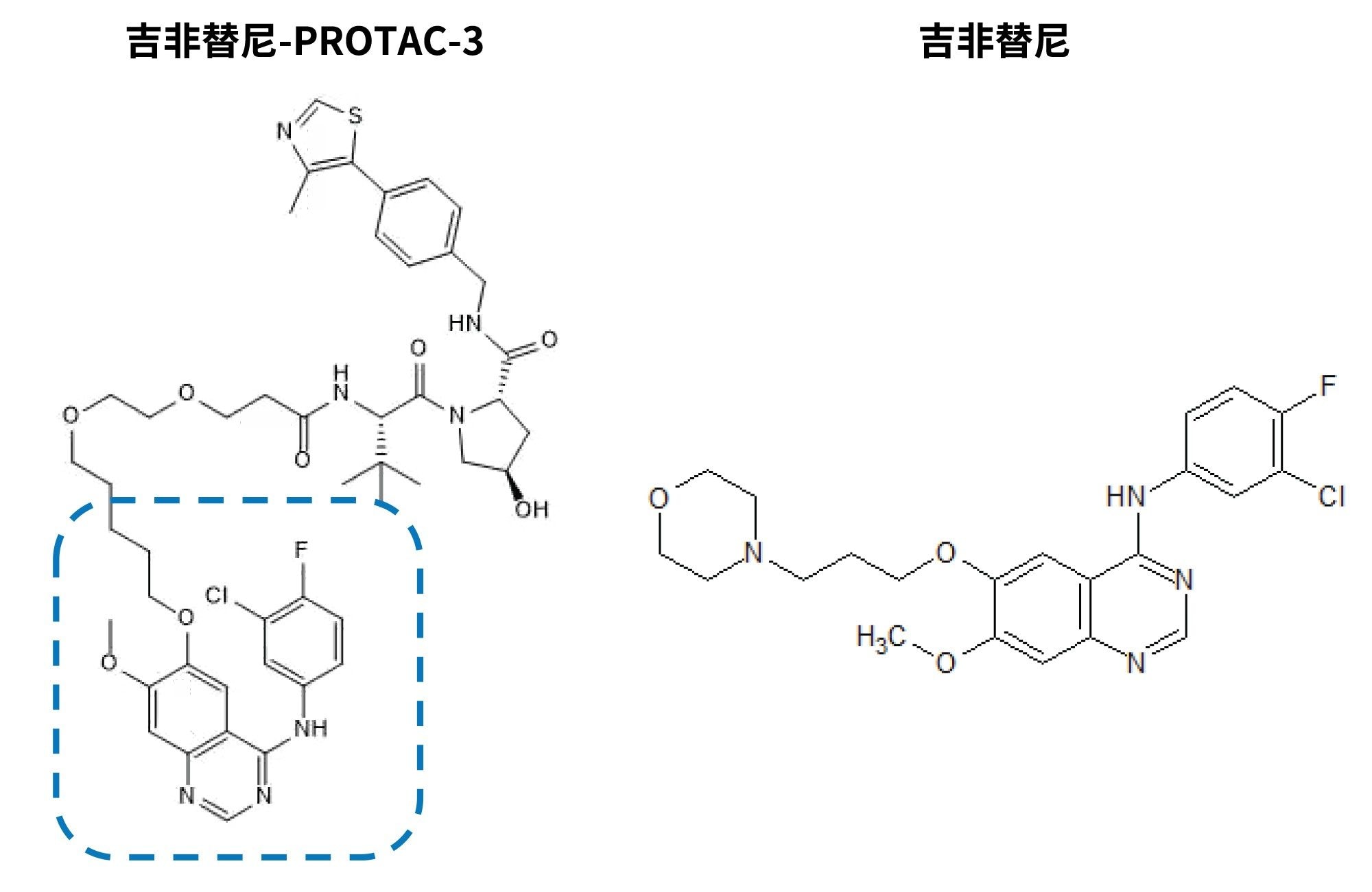 PROTAC-3吉非替尼（虚线部分为吉非替尼组分）和吉非替尼