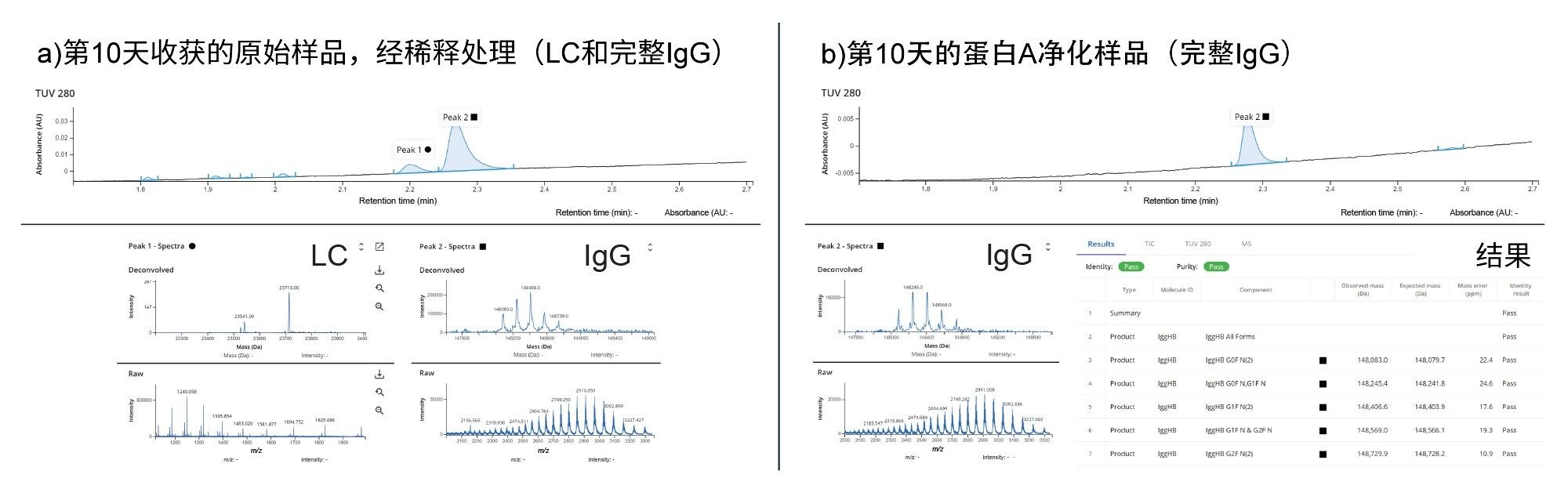左图(a)：第10天收获的样品，轻链和IgG主峰的UV色谱图及质谱图。右图(b)：第10天的蛋白A纯化样品，显示了IgG的结果