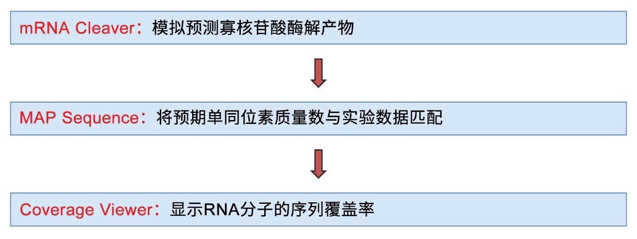 使用mRNA Cleaver MicroApp对mRNA酶解物进行UPLC-MS处理的工作流程示意图