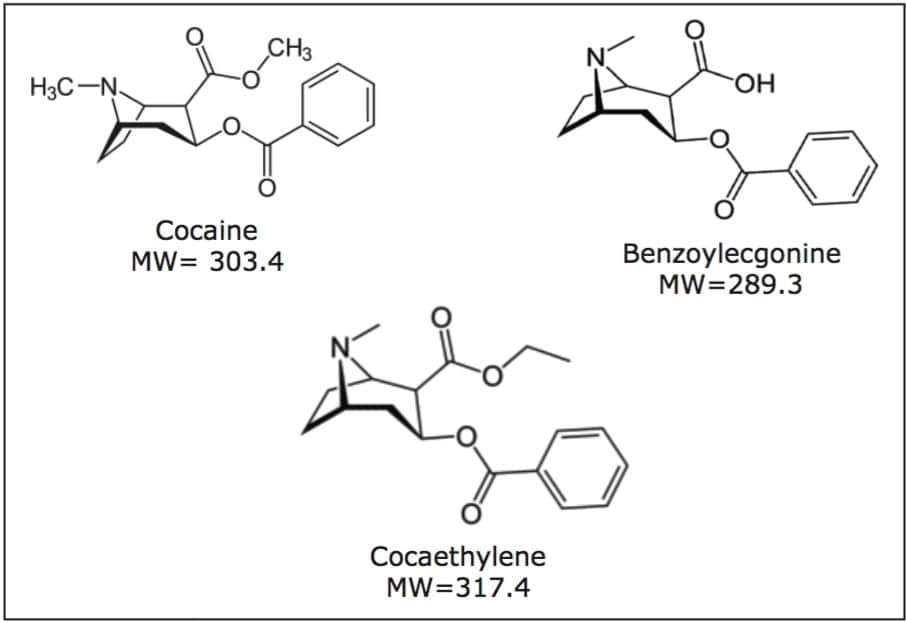 Rapid Analysis of Cocaine and Metabolites by MixedMode μElution SPE