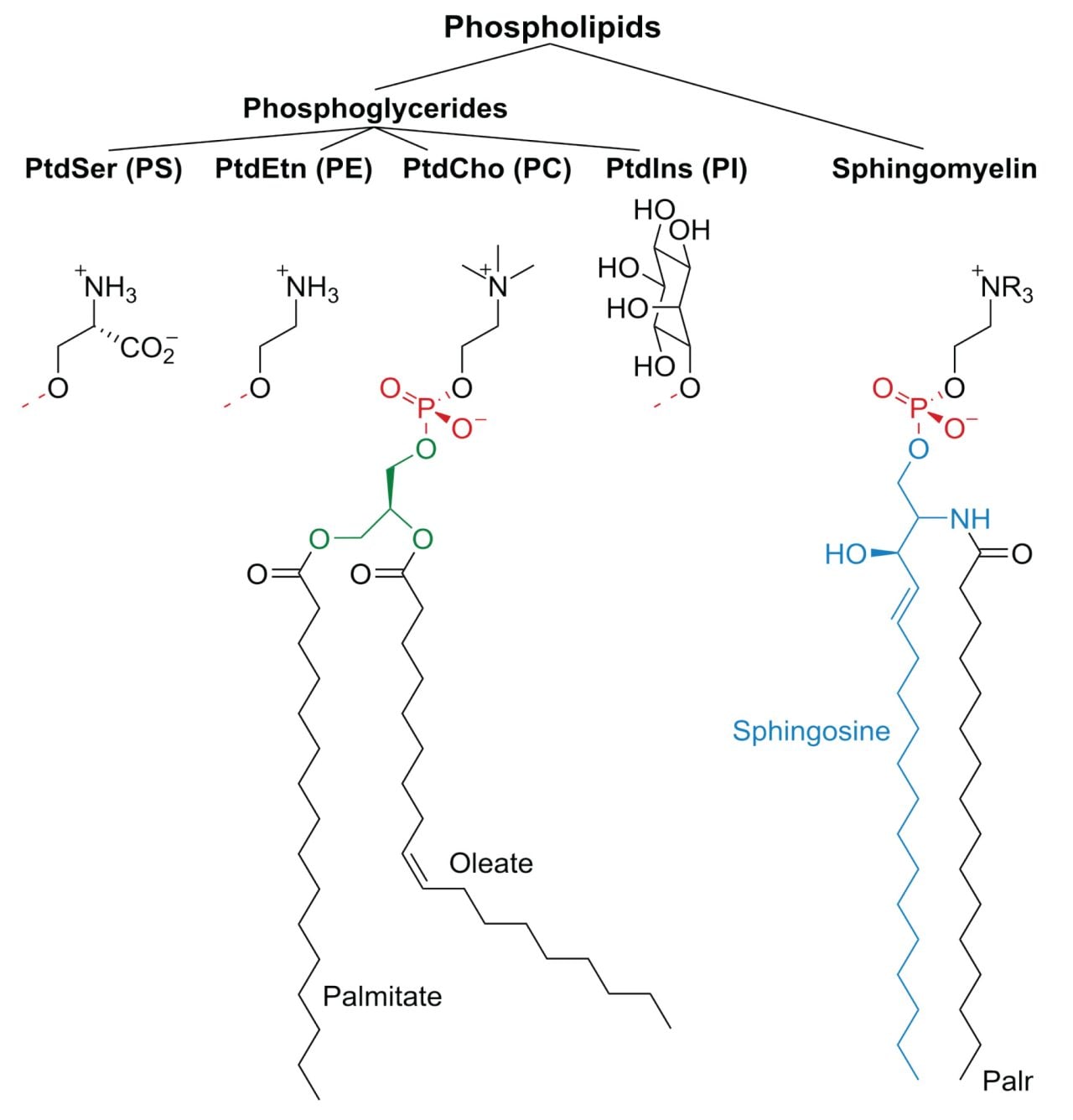 Quantitative Analysis of Phosphatidylethanolamine and