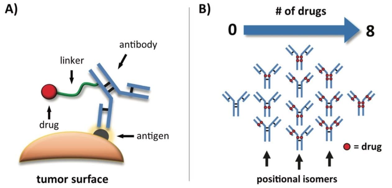 Automating the Determination of DrugtoAntibody Ratio (DAR) of
